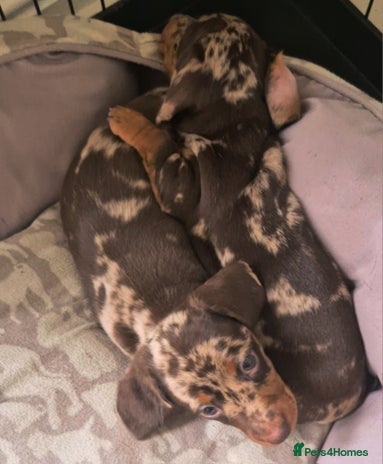 Miniature Dachshund dogs - Advert 1