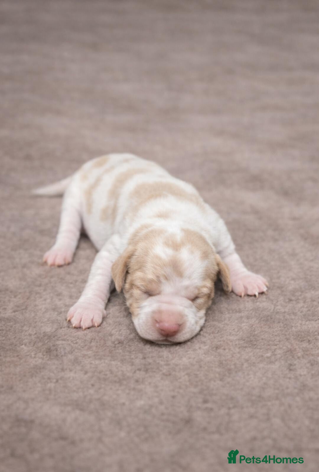 Pointer dogs for sale: English pointers - Advert 10