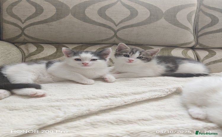 Khao Manee cats - Advert 1