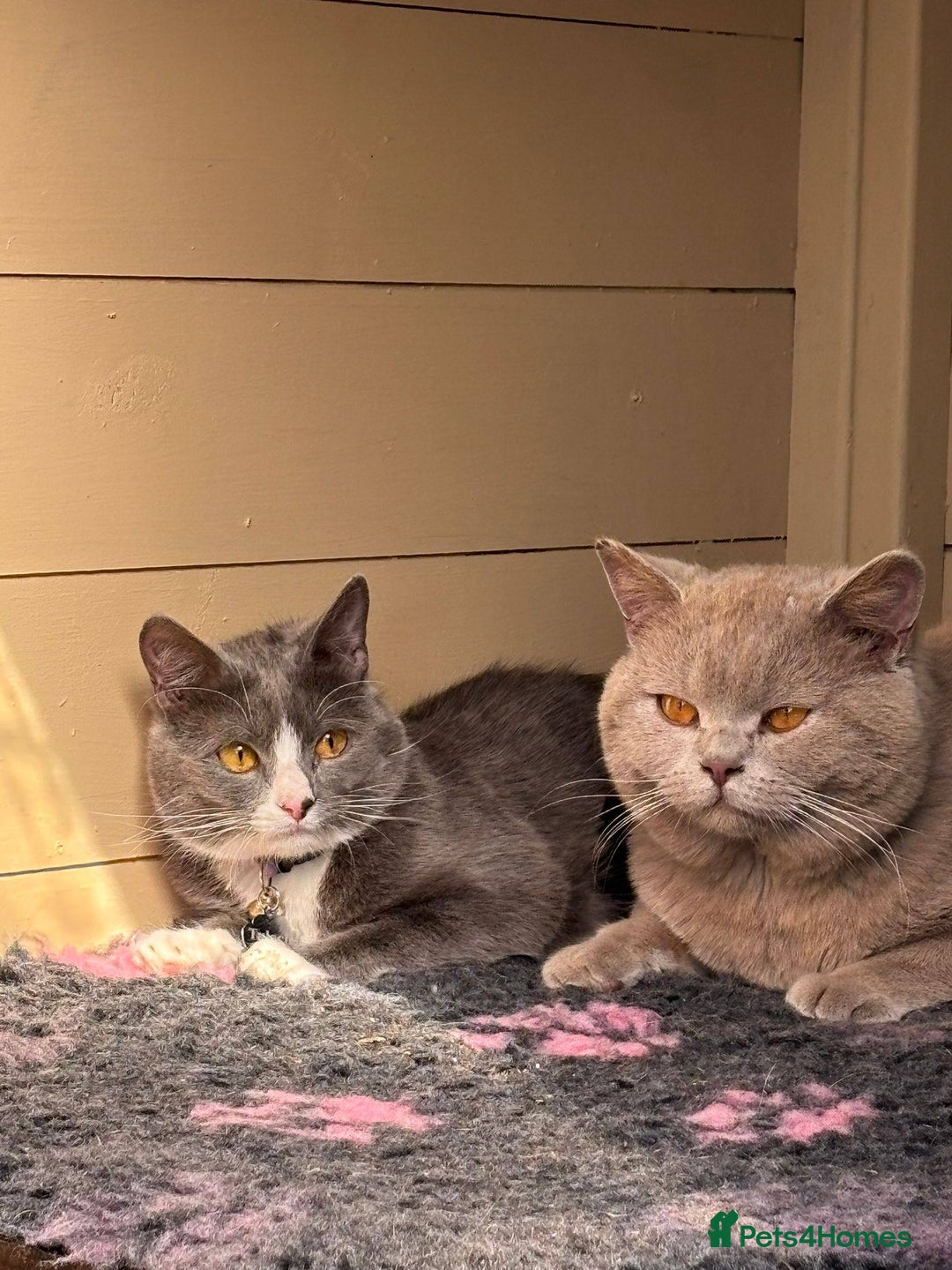British Shorthair cats for sale: Beautiful British Blue Kitten - Image 9