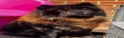 Chow Chow dogs for sale: Stunning Chocolate & Platinum pups - Advert 21