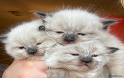 Ragdoll cats for sale: 🎁Gorgeous Ragdoll Kittens-ready from Dec 17th - Advert 4