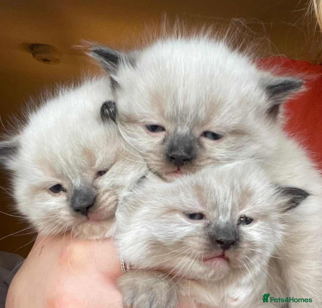 Ragdoll cats for sale: 🎁Gorgeous Ragdoll Kittens-ready from Dec 17th - Advert 4