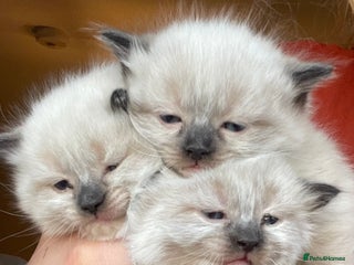Ragdoll cats 🌟PURE BREED RAGDOLL KITTENS-ready Dec 17th - Advert 1