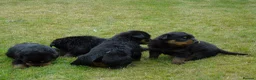 Rottweiler dogs for sale: Rottweiler puppies full German bloodline  in Newton-le-Willows - Advert 9