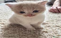British Longhair cats for sale: 3 beautiful blue eyed British longhair - Image 2