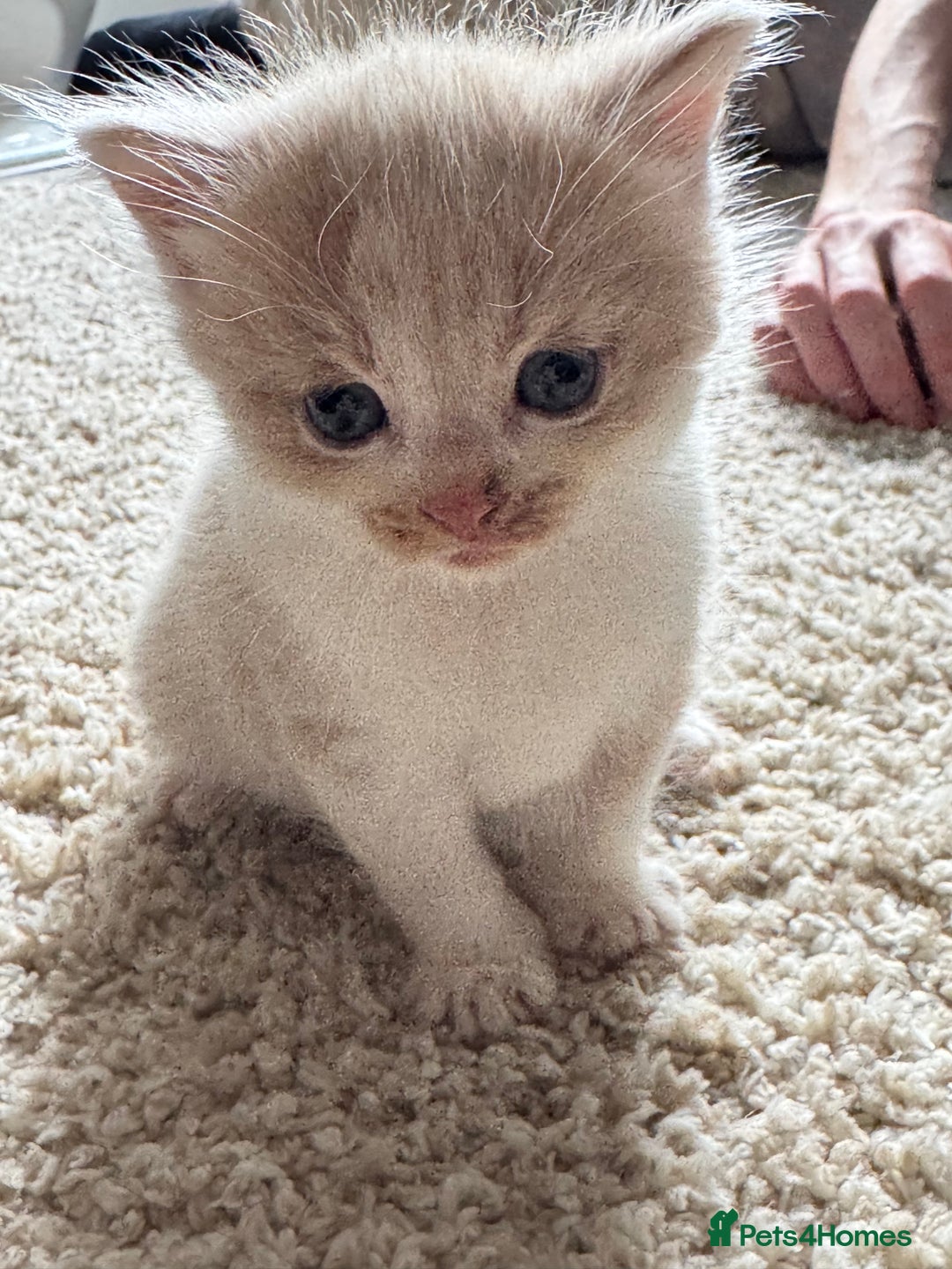 British Longhair cats for sale: 3 beautiful blue eyed British longhair - Image 2
