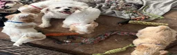 Cavachon dogs for sale: Cavachon puppies  - Advert 16