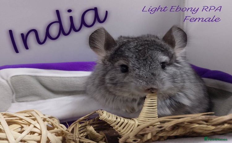 Chinchilla rodents - Advert 1