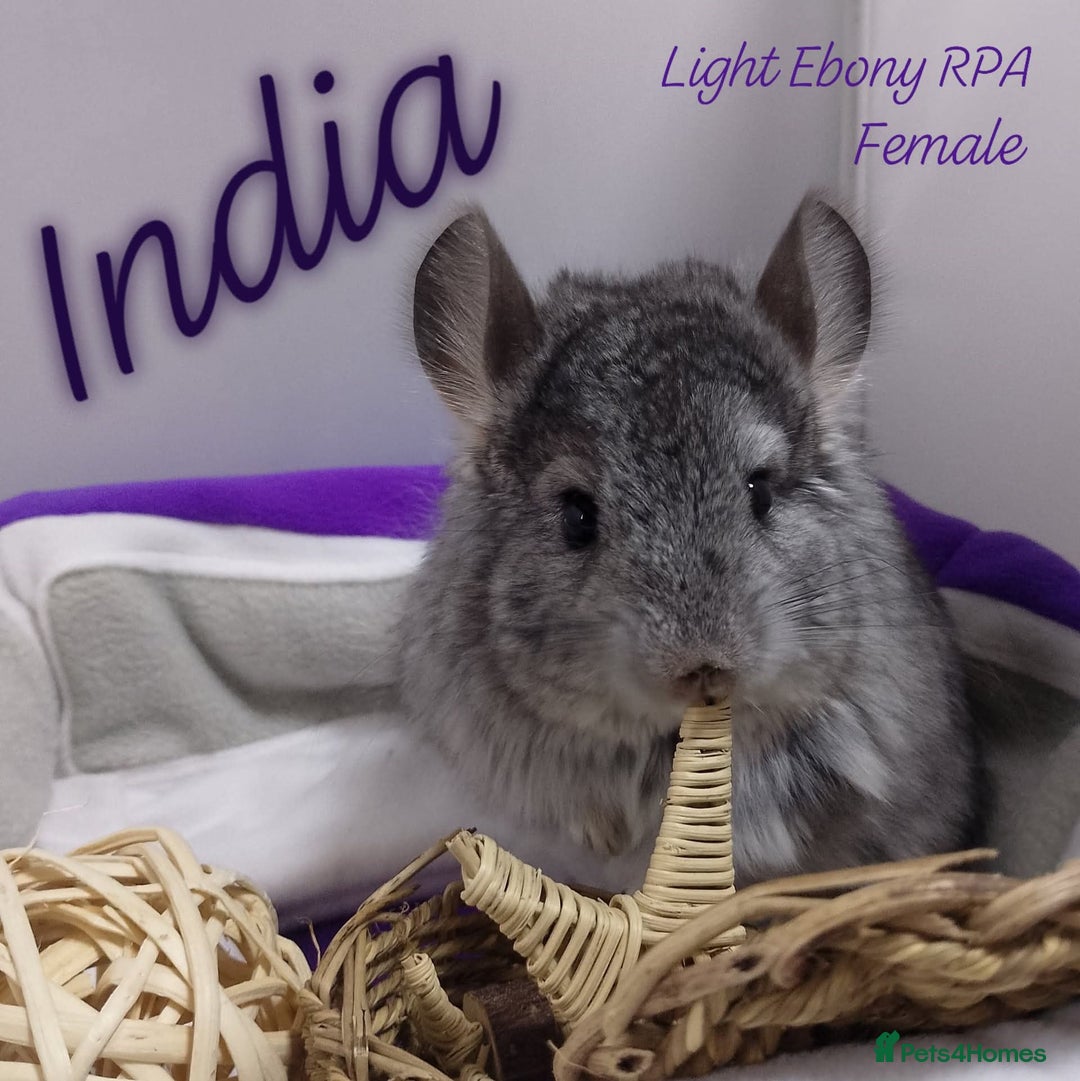 Chinchilla rodents for sale: Female RPA / RPAc baby Chinchillas - Image 1