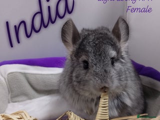 Chinchilla rodents - Advert 4