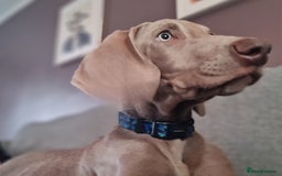 Weimaraner dogs for sale: Weimaraner boy hand picked and trained  - Advert 5