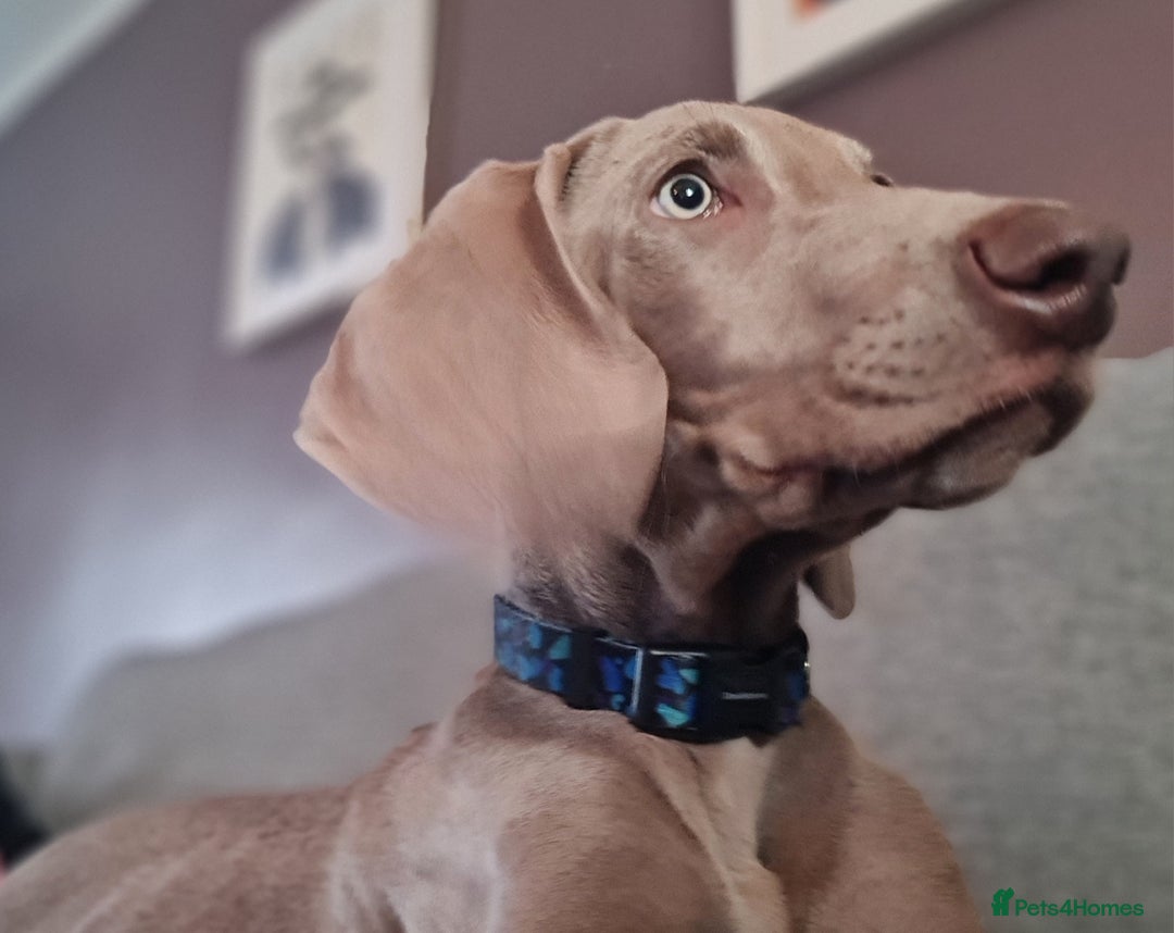 Weimaraner dogs for sale: Weimaraner boy hand picked and trained  - Advert 5