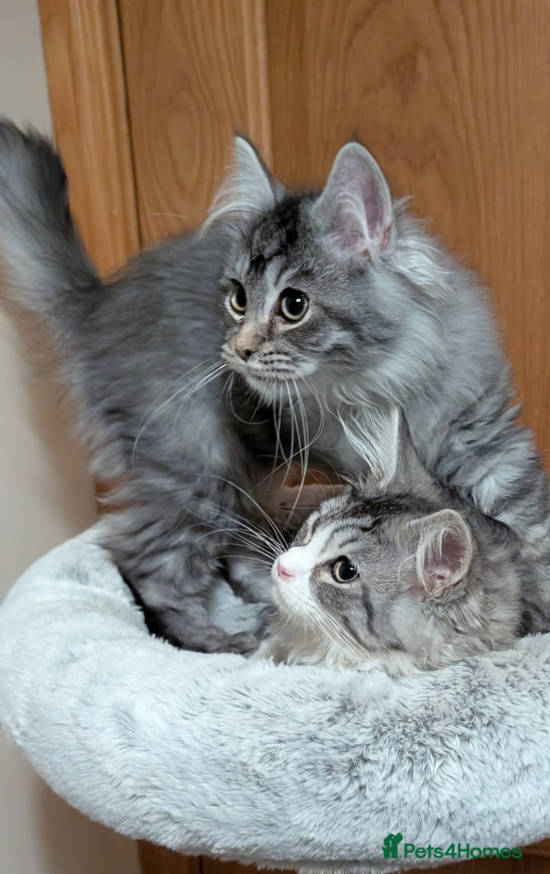 Maine Coon cats for sale: Maine Coon pedigree kittens  - Advert 1