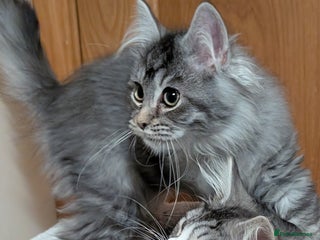 Maine Coon cats Maine Coon pedigree kittens - Advert 4