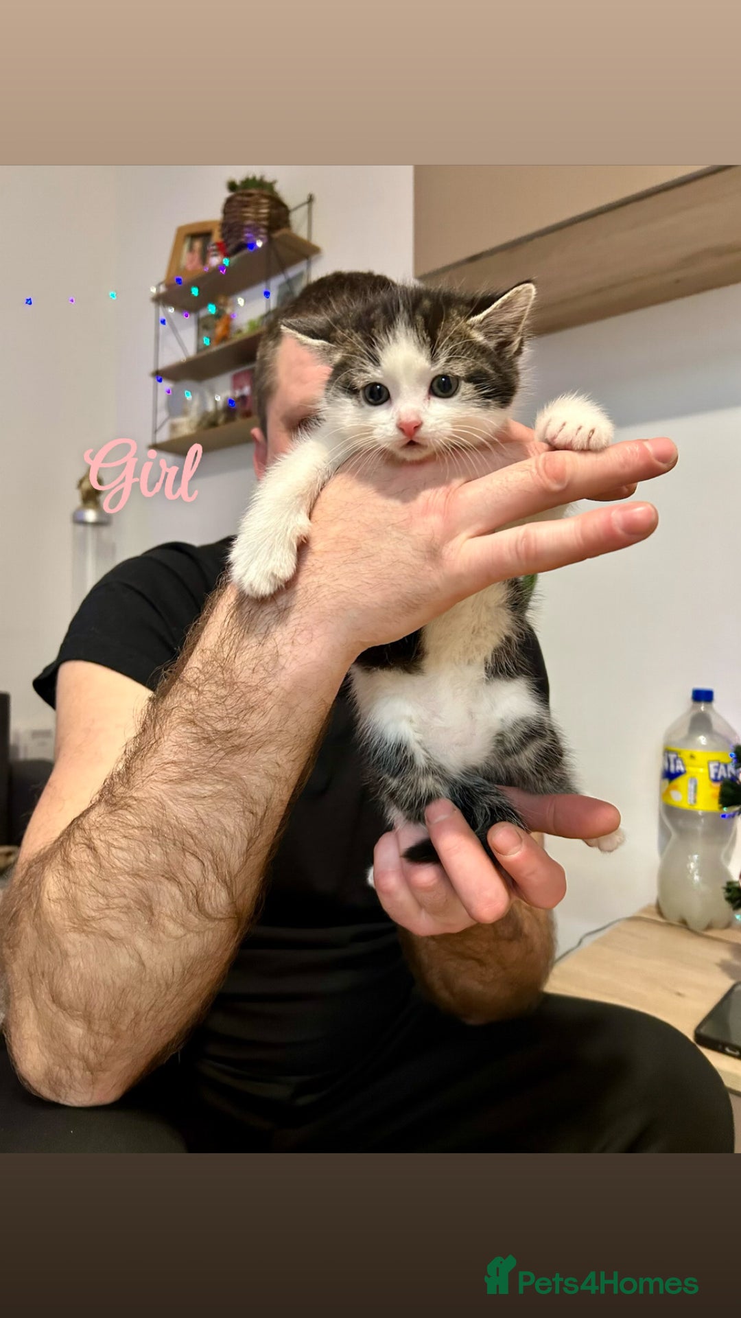 Norwegian Forest Cat cats for sale: ‼️Two stunning girls left‼️ - Advert 3