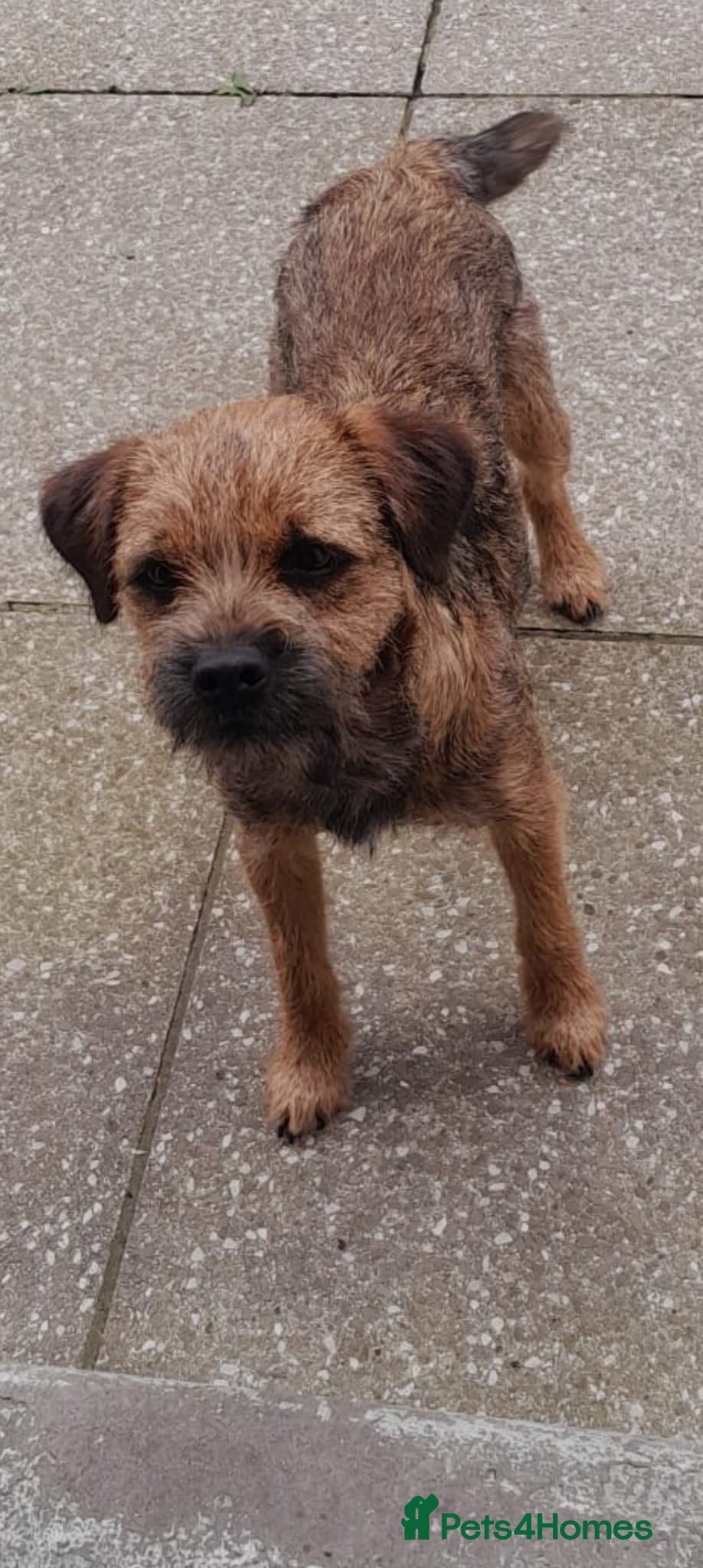 Border Terrier dogs Kc Reg Border Terrier Puppies  - Advert 1