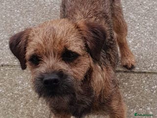Border Terrier dogs Kc Reg Border Terrier Puppies - Advert 1