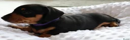 Miniature Dachshund dogs for sale: Miniature Black & Tan Dachshund 2 boys 1 girl - Advert 7