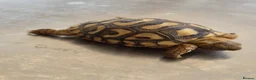 Tortoise reptiles for sale: Leopard Tortoise hatchlings in Rugby - Advert 17