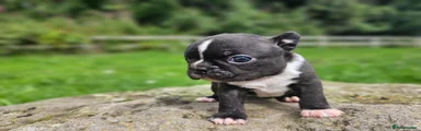 Boy