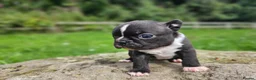 Boston Terrier dogs for sale: Two little cuties from our farm - Advert 5