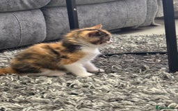 Ragdoll cats for sale: Adorable Ragdoll/Turkish Angora Female Kitten - Image 5