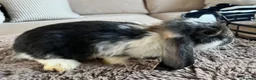 Mini Lop rabbits for sale: 🐰 Mini Lops Ready to Leave 🐰 - Advert 6