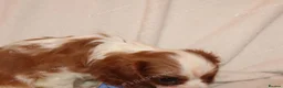 Cavalier King Charles Spaniel dogs for sale: Beautiful Cavalier King Charles Spaniel Puppies in Liverpool - Advert 17