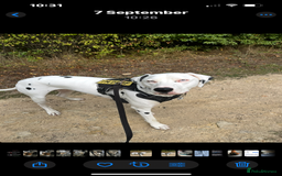 Dalmatian dogs for sale: Deaf blue eyed KC Dalmatian boy 21months - Advert 4