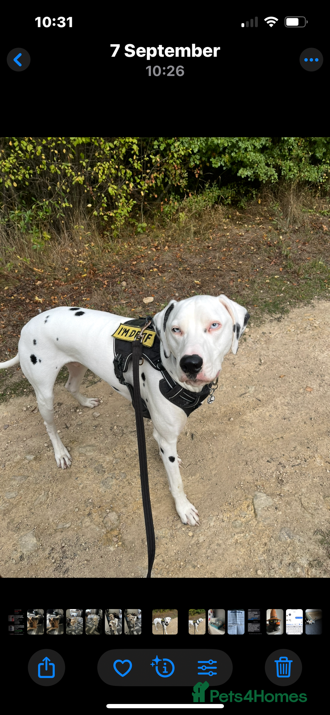 Dalmatian dogs for sale: Deaf blue eyed KC Dalmatian boy 21months - Advert 4