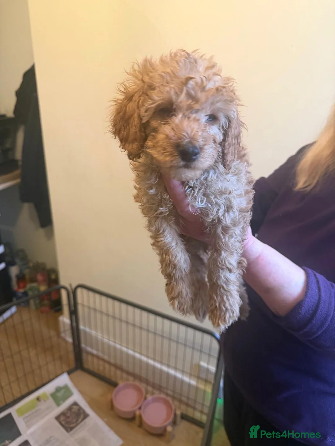 Cavapoo dogs for sale: Cavapoos F1B  For  Sale  - Advert 8