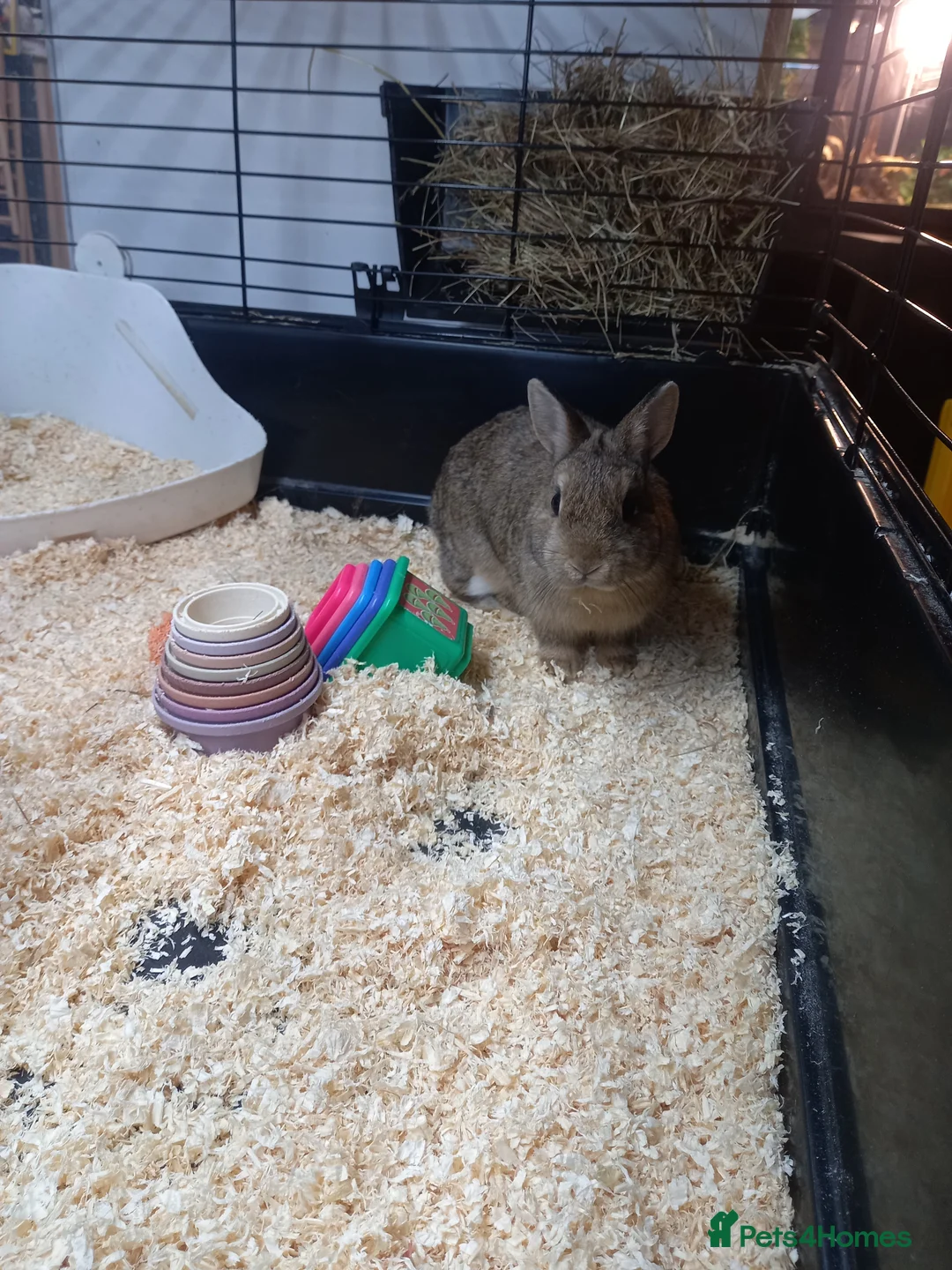 Netherland Dwarf rabbits for sale: Baby Netherland dwarf rabbit - Advert 1