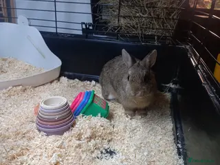 Netherland Dwarf rabbits Baby Netherland dwarf rabbit - Advert 6