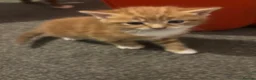 Mixed Breed cats for sale: Kittens for sale to good homes  - Advert 14