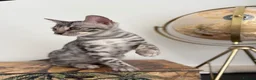 Bengal cats for sale: 2 TICA Active Bengal BOYS! - Advert 8