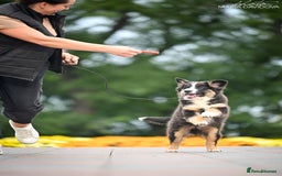 Miniature American Shepherd dogs for sale: miniature American shepherd - Image 2