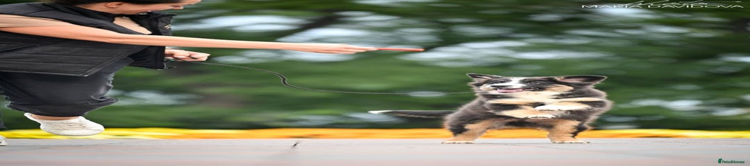 Miniature American Shepherd Puppy 1