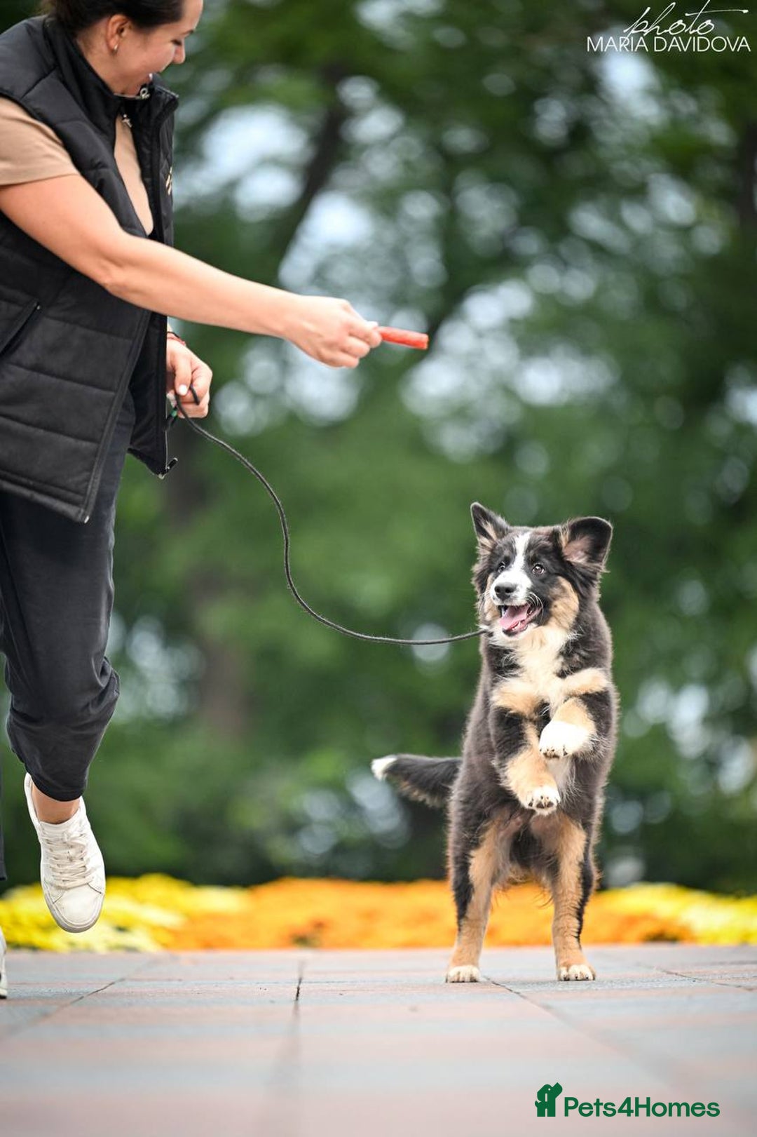 Miniature American Shepherd dogs for sale: miniature American shepherd - Image 2