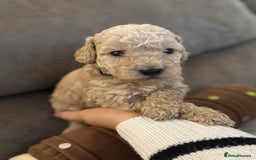 Labradoodle dogs for sale: Miniature Labradoodle puppies - Image 5