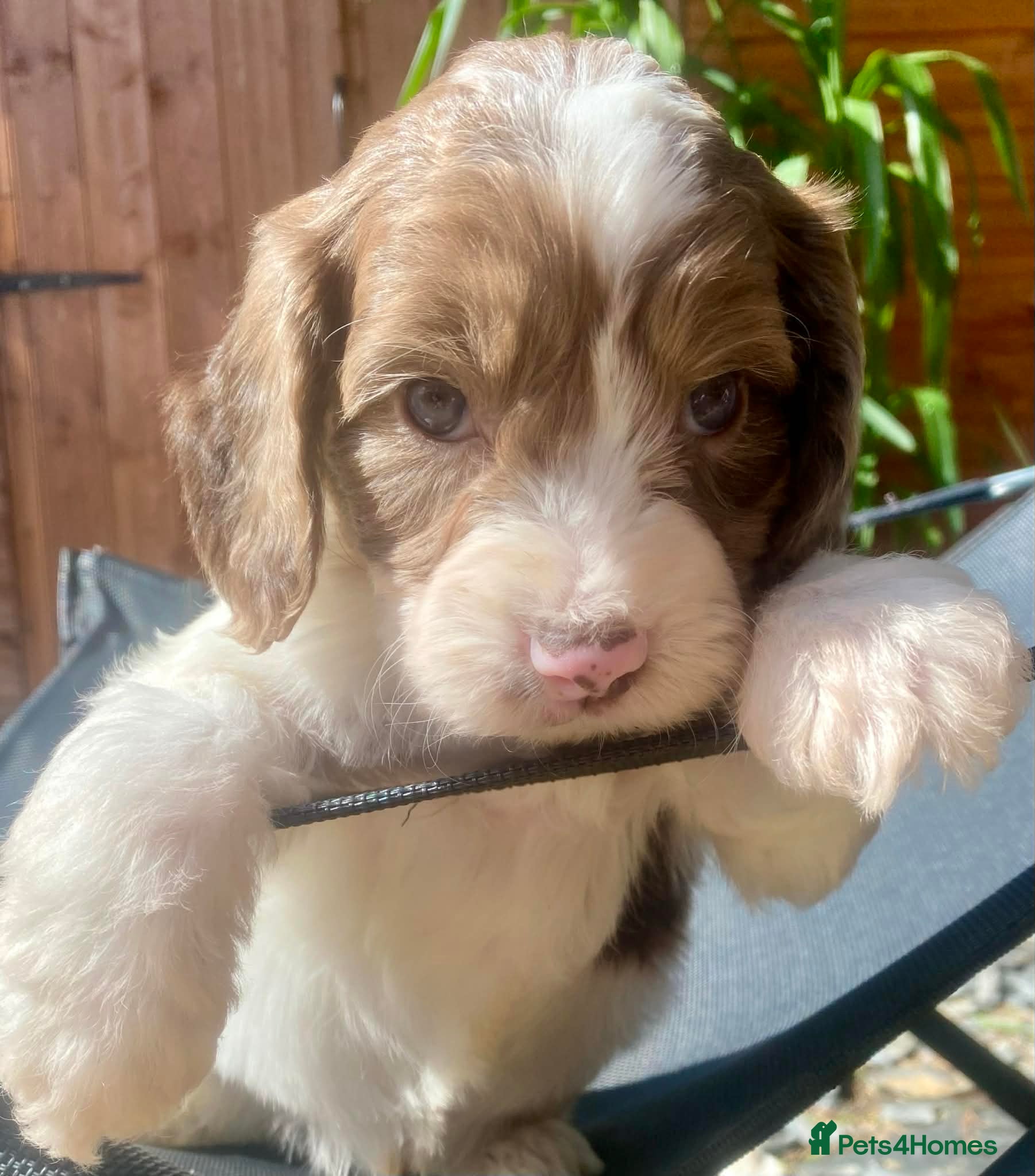 Sproodle dogs 🐶💕Adorable Sprockerpoo Puppies🐶💕 - Advert 1