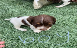 Cocker Spaniel dogs for sale: Cocker spaniels  - Image 2
