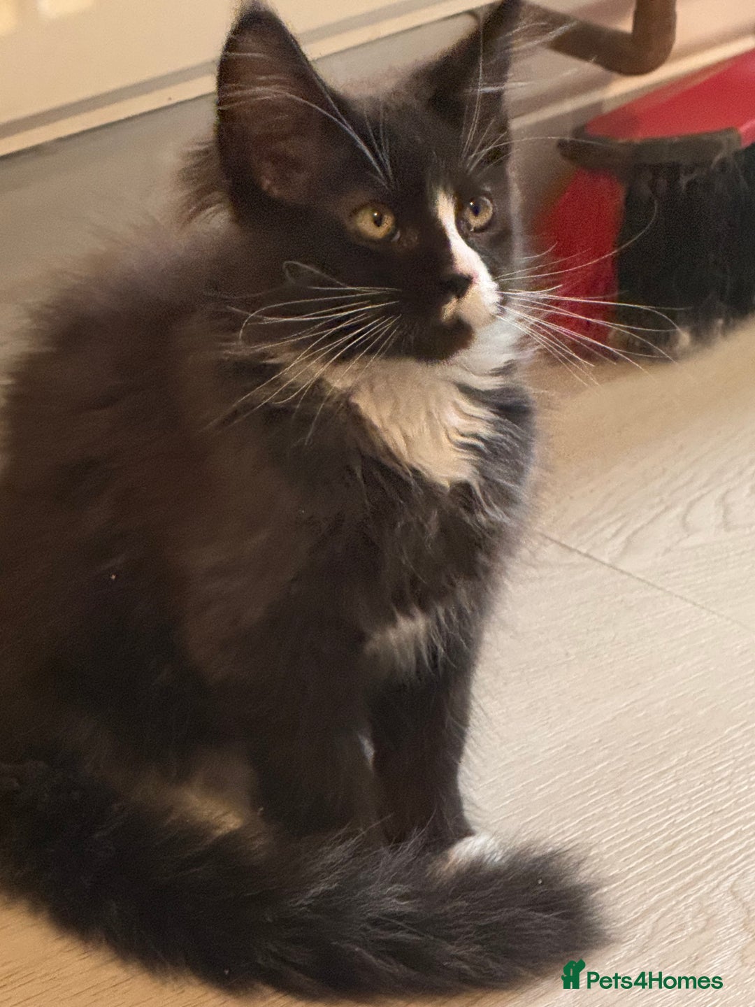 Maine Coon cats for sale: Lala Gorgeous Maine Coon kitten for sale - Advert 6