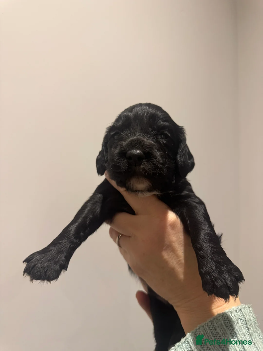 Sprocker dogs for sale: Sprocker spaniel puppies - Advert 10