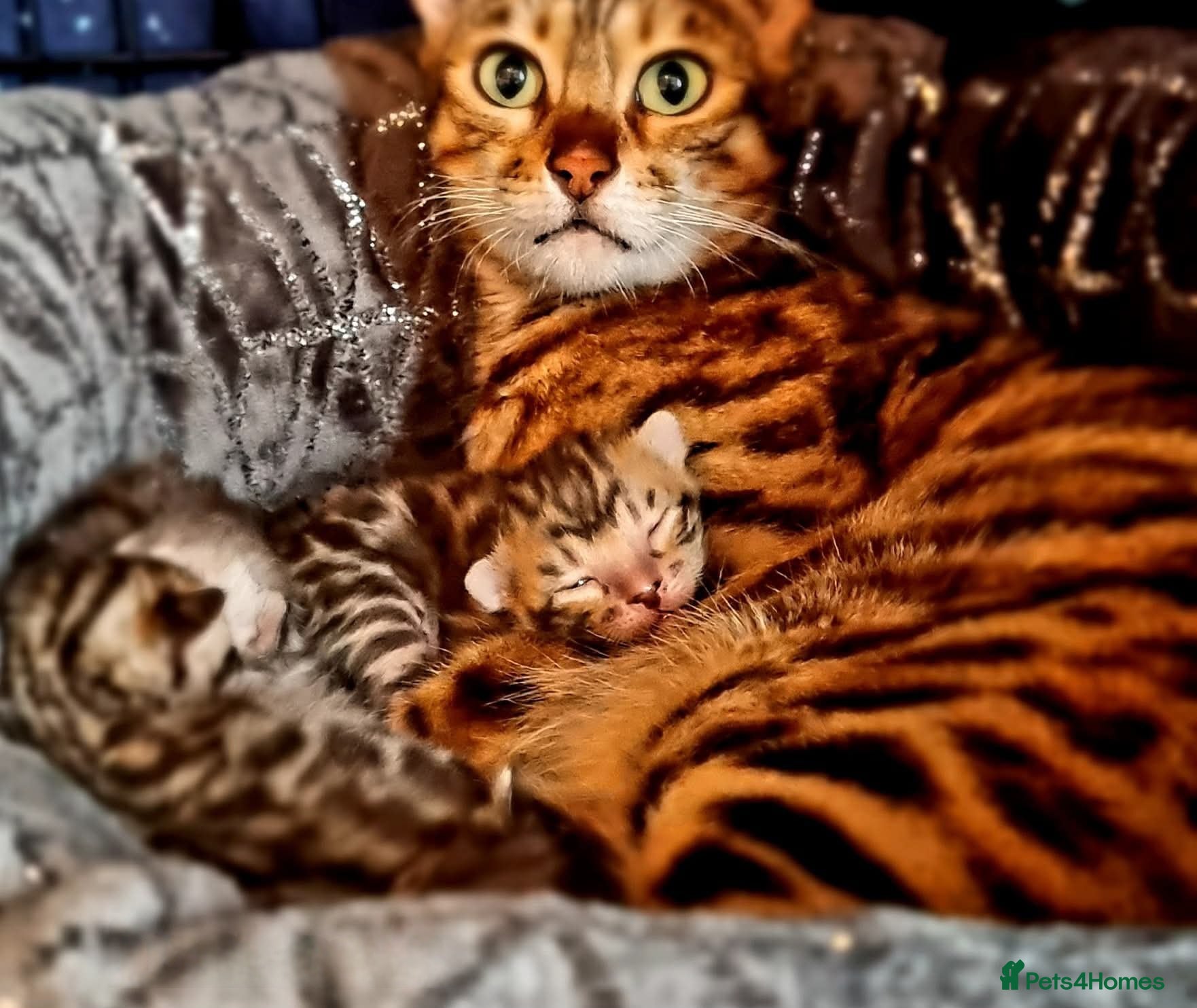 Bengal cats Brown Rosetted TICA Bengals Ready Now - Advert 3