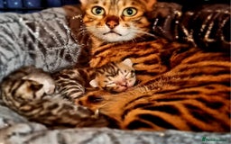 Bengal cats for sale: Brown Rosetted TICA Bengals Ready Now - Advert 1