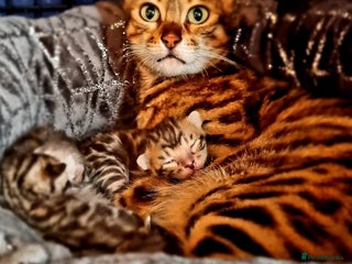 Bengal cats for sale: Brown Rosetted TICA Bengals Ready Now - Advert 1