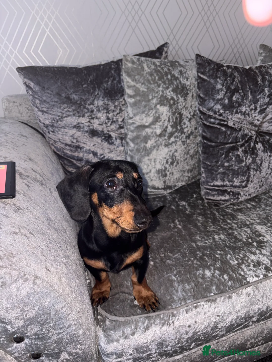 Dachshund dogs for sale: Dachshund  - Advert 2