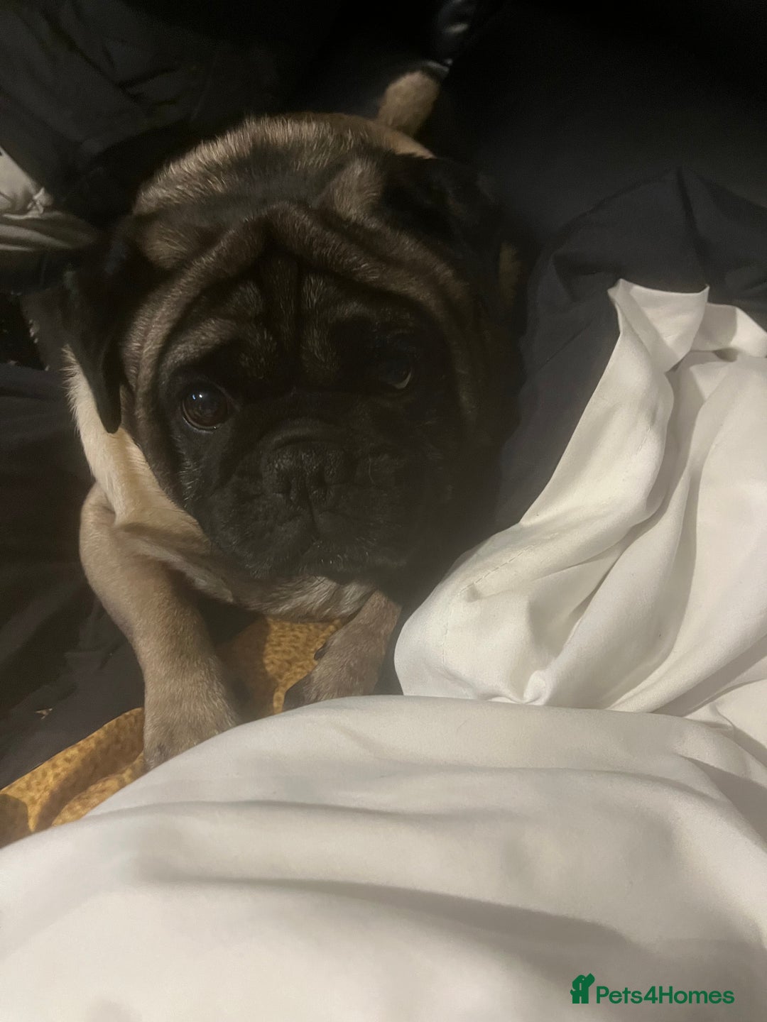 Pug dogs for stud: Fawn Pug for stud  - Advert 2