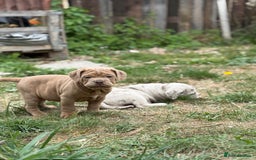 Mixed Breed dogs for sale: Beautiful lilac cane Corso x bulldog pups  - Image 19